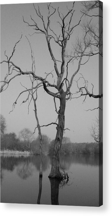 Tree Acrylic Print featuring the photograph Coate Water by Michael Standen Smith