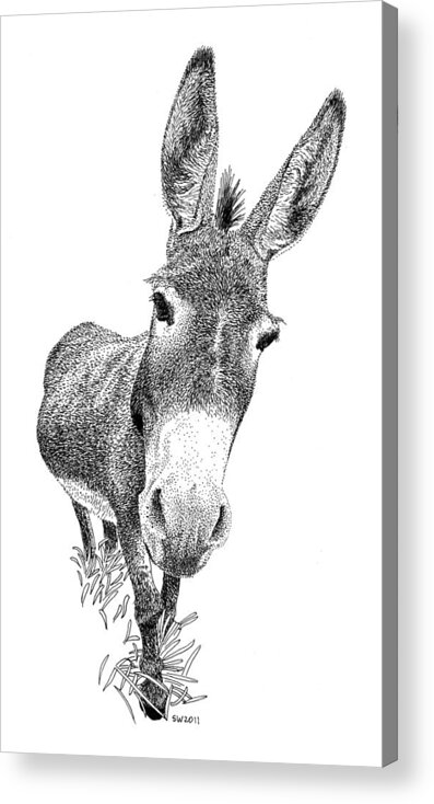 Donkey Acrylic Print featuring the drawing Donkey by Scott Woyak