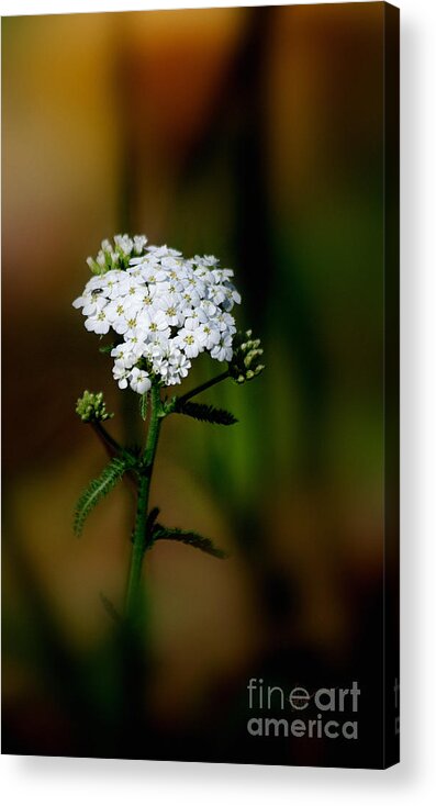 Photography Acrylic Print featuring the photograph Just For You by Vicki Pelham