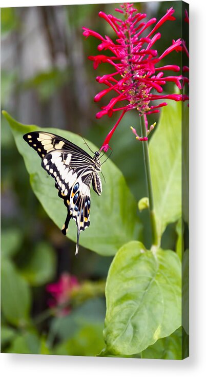 Nature Acrylic Print featuring the photograph Swallowtail Butterfly by Linda Tiepelman