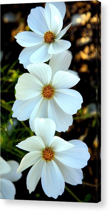 Flowers Acrylic Print featuring the photograph Three White Flowers by Steve McKinzie