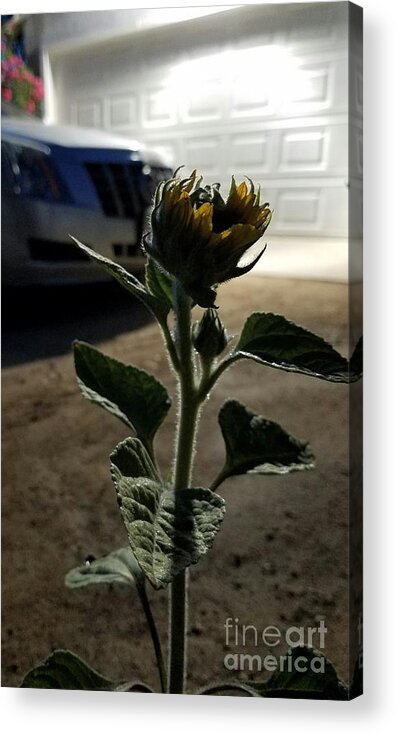 Sunflowers Acrylic Print featuring the photograph First Bloom #2 by Angela J Wright