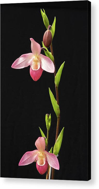 Krohn Conservatory Orchid Acrylic Print featuring the photograph Orchids #1 by Cathy Donohoue