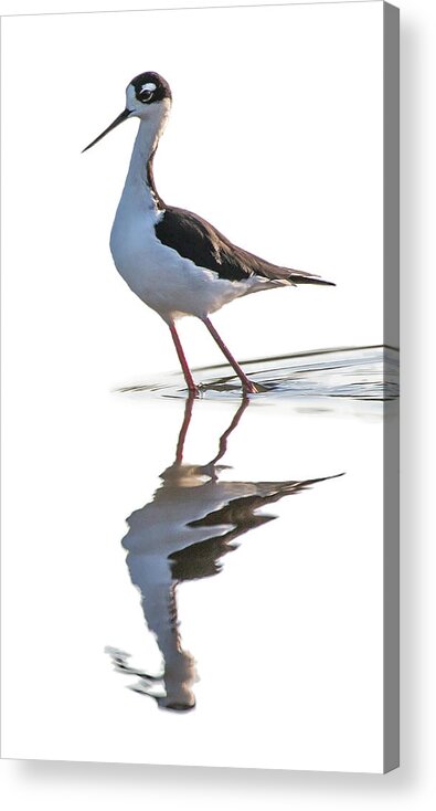 Black-necked-stilt Acrylic Print featuring the photograph Reflections #1 by Bruce Bonnett