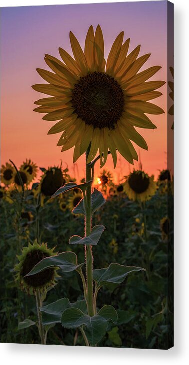Sunset Acrylic Print featuring the photograph Sunset #1 by Holly Ross