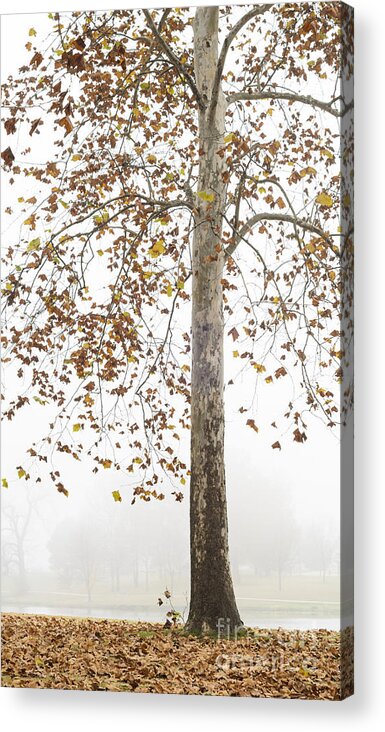 Autumn Acrylic Print featuring the photograph Autumn Fog by Tamara Becker