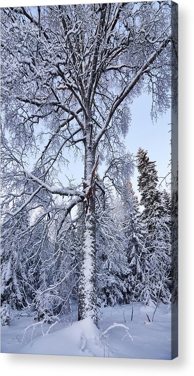 Finland Acrylic Print featuring the photograph Birch in the winter dress by Jouko Lehto