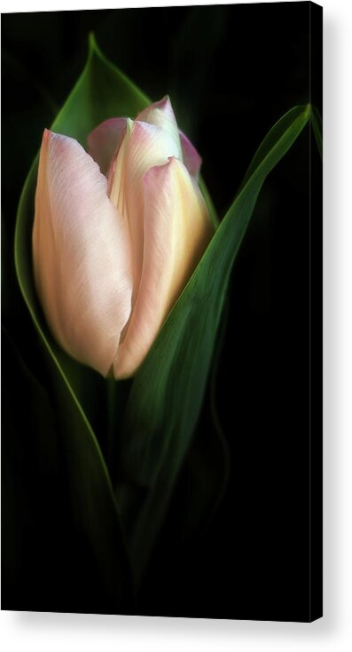Flower Acrylic Print featuring the photograph Birth of a Tulip by Mary Jo Allen