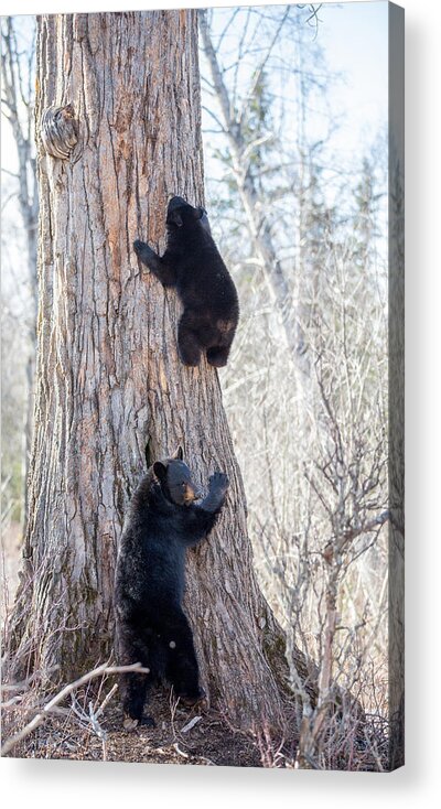 Sam Amato Photography Acrylic Print featuring the photograph Black Bear Sow and Cub by Sam Amato