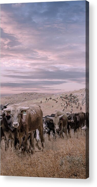 Cattle Acrylic Print featuring the digital art Cattle Drive Triptych 2 by Rick Mosher