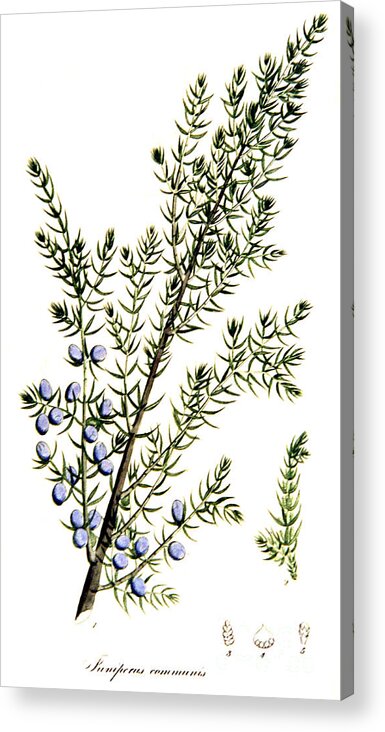 Science Acrylic Print featuring the photograph Common Juniper Alchemy Plant by Science Source