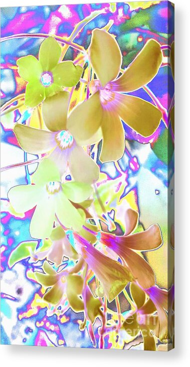 Abstract Acrylic Print featuring the photograph Dainty Bloosoms by Rachel Hannah