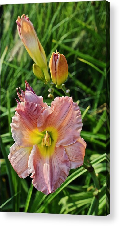 Daylily Acrylic Print featuring the photograph Early August Single Daylily by Janis Senungetuk