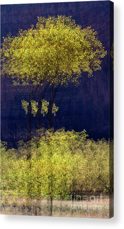 Cottonwood Tree Acrylic Print featuring the photograph Elegance in the Park Horizontal Adventure Photography by Kaylyn Franks by Kaylyn Franks