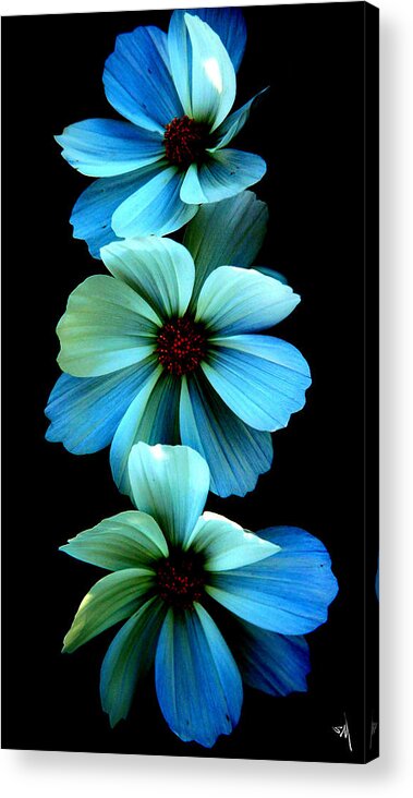 Flowers Acrylic Print featuring the photograph Fire Flowers by Steve McKinzie