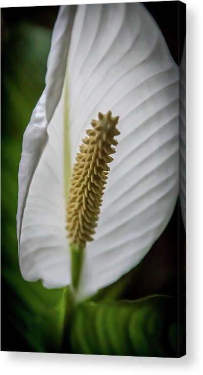 Plant Acrylic Print featuring the photograph Full Blossom by James Woody