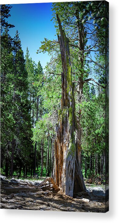 Celio Ranch Acrylic Print featuring the photograph Lake Tahoe Tree by Rick Mosher