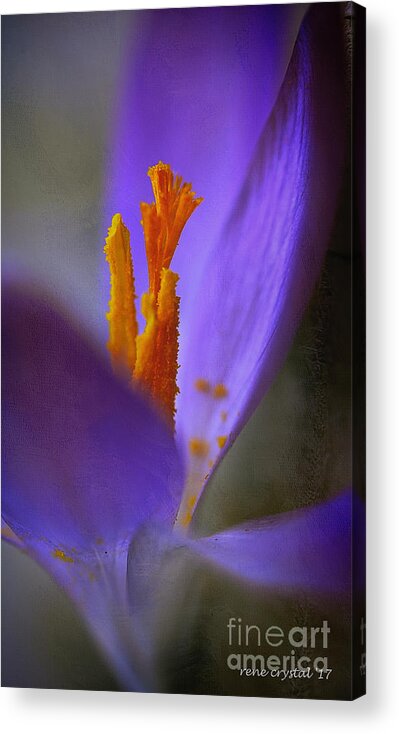 Crocus Acrylic Print featuring the photograph Looking Up To Spring by Rene Crystal