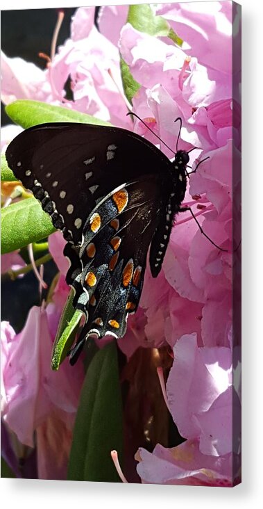 Butterfly Acrylic Print featuring the photograph Tuesday Two B by Dani McEvoy