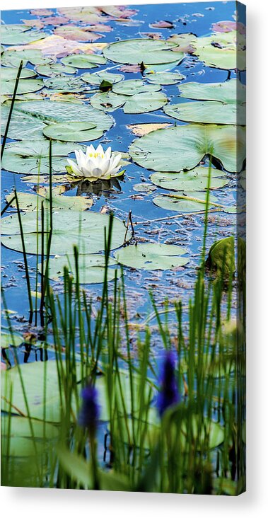 Nymphaea Odorata Acrylic Print featuring the photograph North American White Water Lily by Onyonet Photo studios