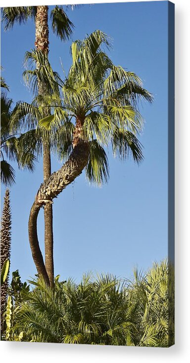 Linda Brody Acrylic Print featuring the photograph Palm Tree Needs A Chiropractor by Linda Brody