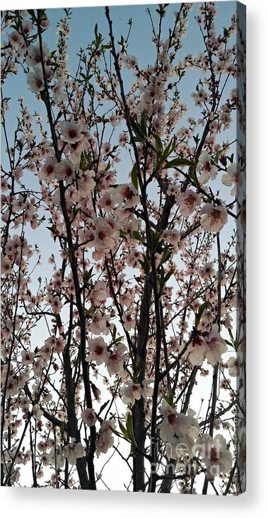 Peach Acrylic Print featuring the photograph Peach Blossoms by Diamante Lavendar