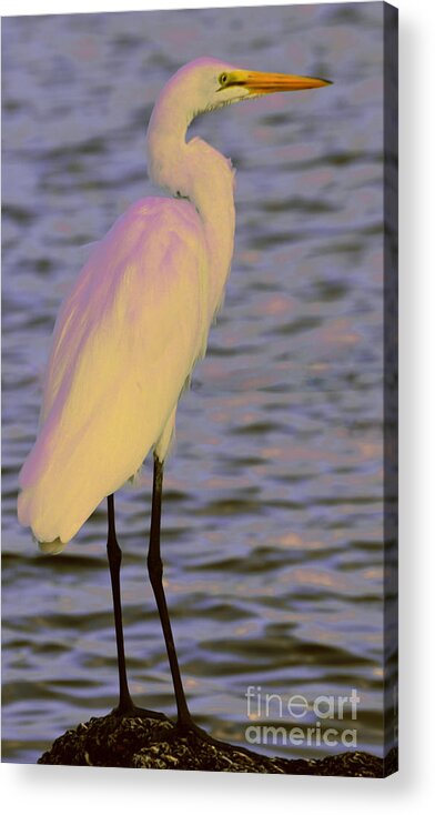 Photographs Acrylic Print featuring the photograph Purple morning Egret 10-11-15 by Julianne Felton