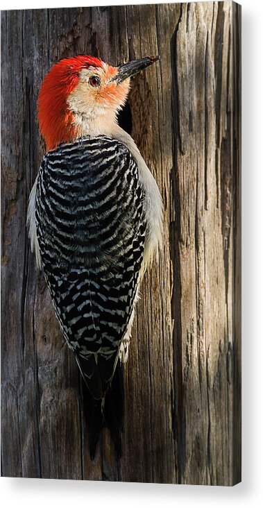 Dawn Currie Photography Acrylic Print featuring the photograph Red-bellied Woodpecker Portrait by Dawn Currie