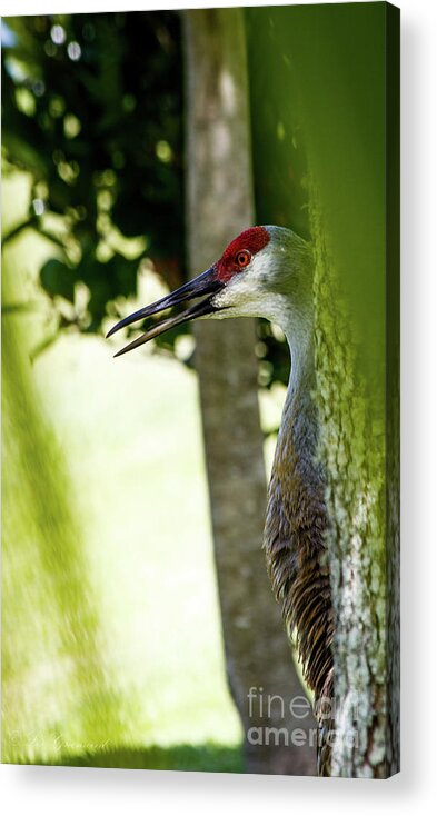 Crane Acrylic Print featuring the photograph Sandhill Crane by Les Greenwood