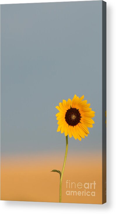 Sunflower; State Flower; Kansas State Flower; Country ; Kansas Landscape; Sunflower Standout; The Beauty Of Kansas; Kansas Beauty; Summer In Kansas; Summer Flowers; Simply Kansas; Lonely Sunflower; Lone Sunflower; Loner  Acrylic Print featuring the photograph Simply Kansas by Betty Morgan