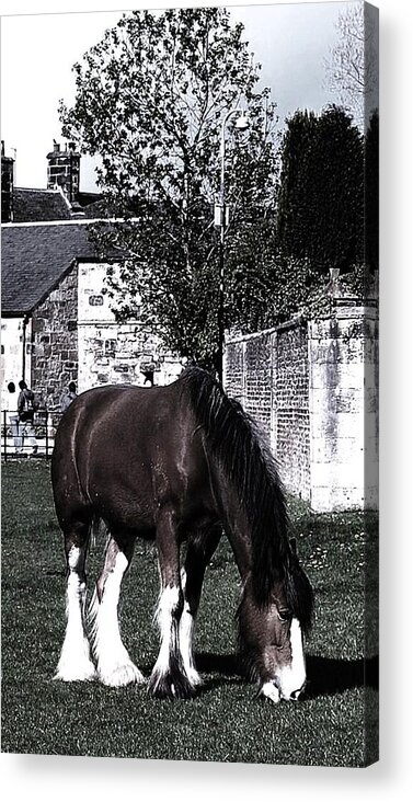Pony Acrylic Print featuring the photograph Solitary I by HweeYen Ong