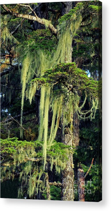 Moss Acrylic Print featuring the photograph Spanish Moss-Signed-#9502 by J L Woody Wooden
