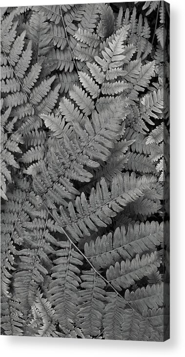 Fern Acrylic Print featuring the photograph Textures of the Forest by Holly Ross