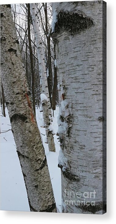 Birch Acrylic Print featuring the photograph The Three Birches by Erick Schmidt