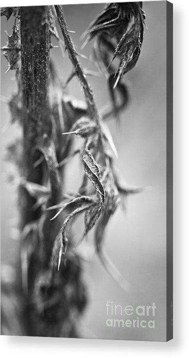 Flower Acrylic Print featuring the photograph Thorns by Gabriela Insuratelu
