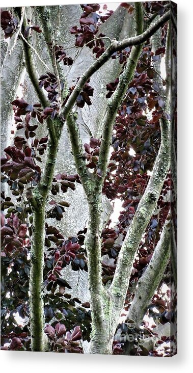 Purple Beech Tree Acrylic Print featuring the photograph Tree Beauty by Anita Adams