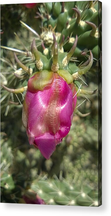Purple Acrylic Print featuring the photograph Waiting in the Desert by Claudia Goodell