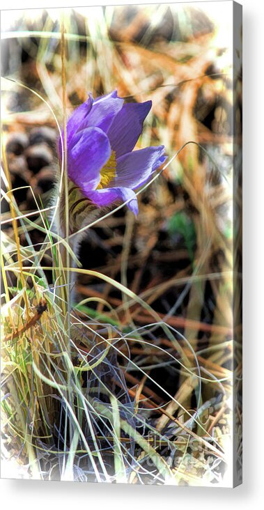Pasque Flower Acrylic Print featuring the photograph Wild Crocus by Jim Garrison