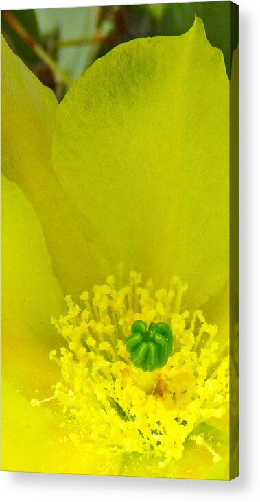 Arizona Acrylic Print featuring the photograph Yellow Bloom 1 - Prickly Pear Cactus by Judy Kennedy