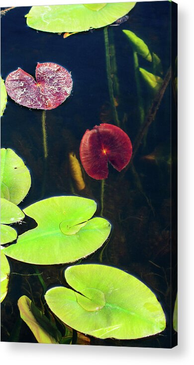 Assorted Lily Leaves Acrylic Print featuring the photograph Assorted Water Lily Leaves by James Canning
