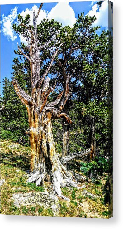Tree Acrylic Print featuring the photograph Bristlecone1 2018 by Aaron Bombalicki