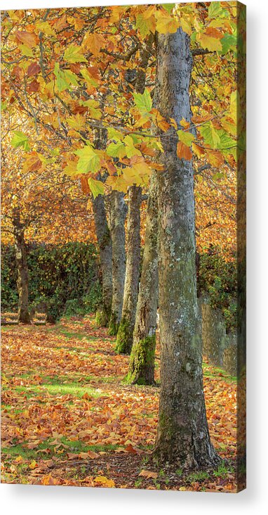 Autumn Acrylic Print featuring the photograph In a Row by Bob Cournoyer