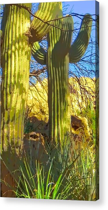 Arboretum Acrylic Print featuring the photograph In the Shadow of Saguaros by Judy Kennedy
