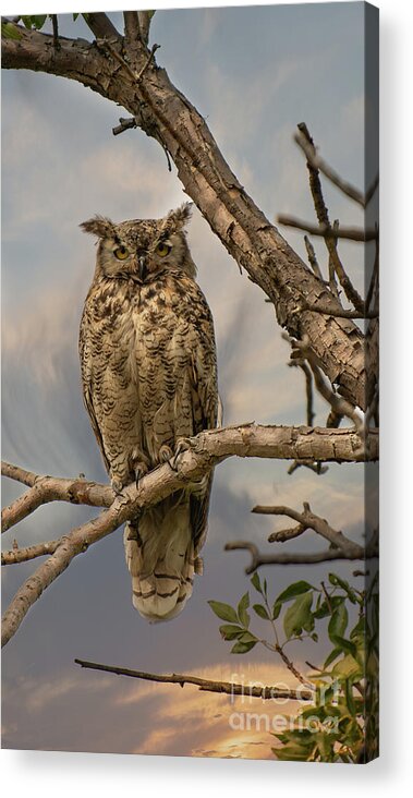 Owl Acrylic Print featuring the photograph Owl by Jim Hatch