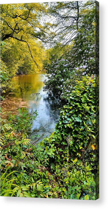 Rhododendrons Acrylic Print featuring the photograph Park River Rhododendrons by Stacie Siemsen