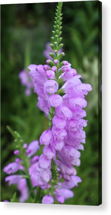 Obedient Plant Acrylic Print featuring the photograph A Purple False Dragon Head Plant by D Lee