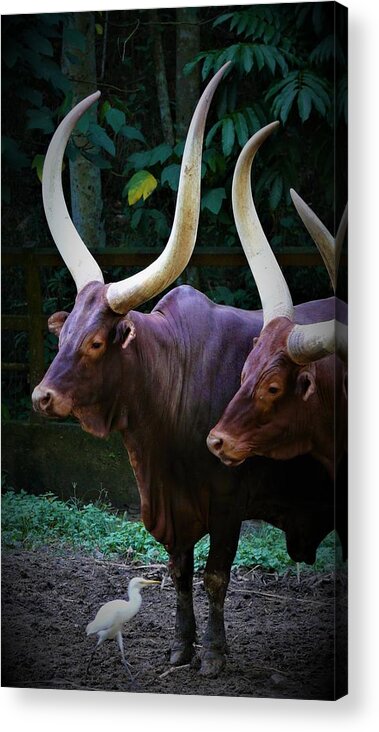 Ankole Cattle Acrylic Print featuring the photograph Ankole Cattle by Robert Bociaga