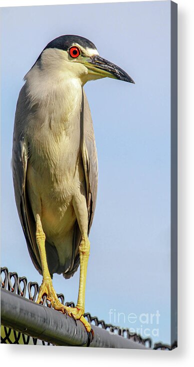 Heron Acrylic Print featuring the photograph Black Crowned Night Heron by Joanne Carey