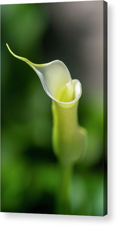Calla Lily Acrylic Print featuring the photograph Calla Lily 2 by Kathy Paynter