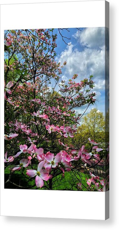 Spring Blossom Trees Dogwoods Acrylic Print featuring the photograph Donna Dogwood by Ruben Carrillo